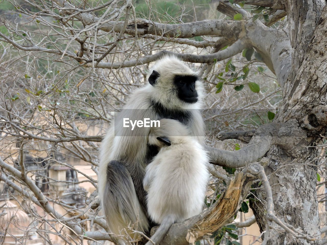 Langur with infant sitting on tree