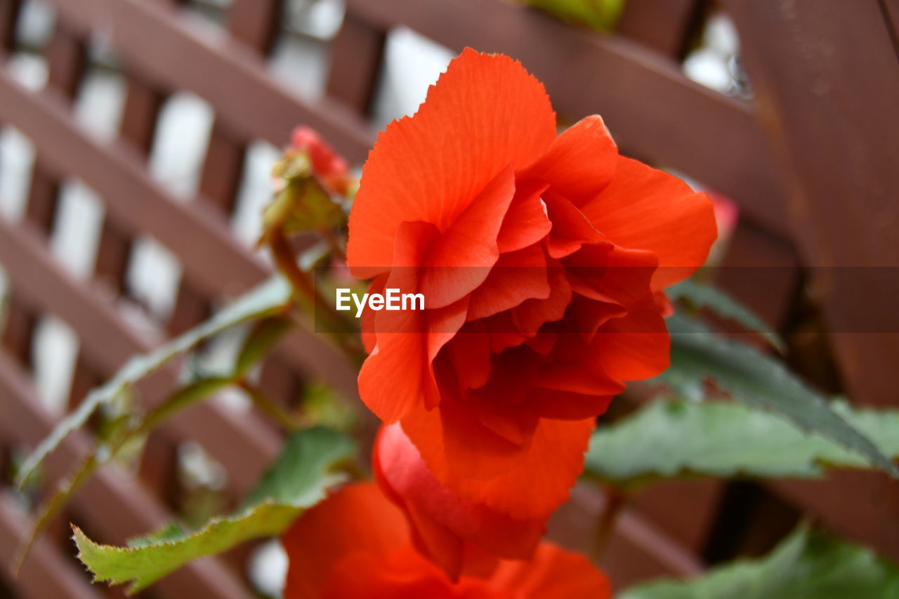 CLOSE-UP OF RED ROSE PLANT