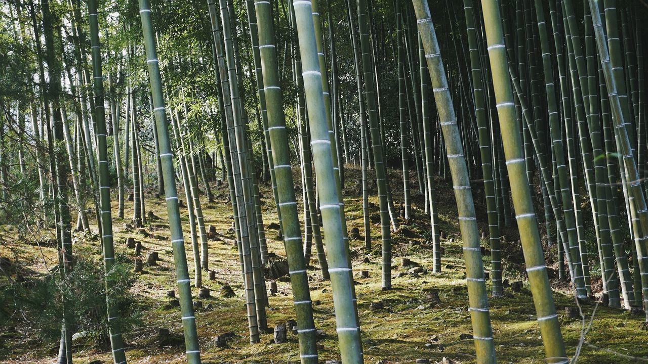 BAMBOO TREE IN FOREST