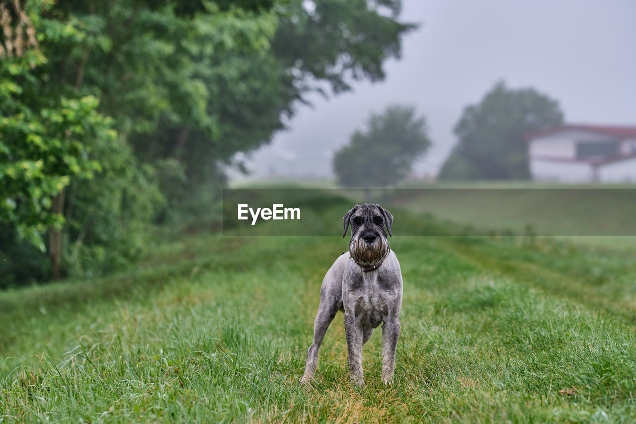 DOG STANDING ON FIELD