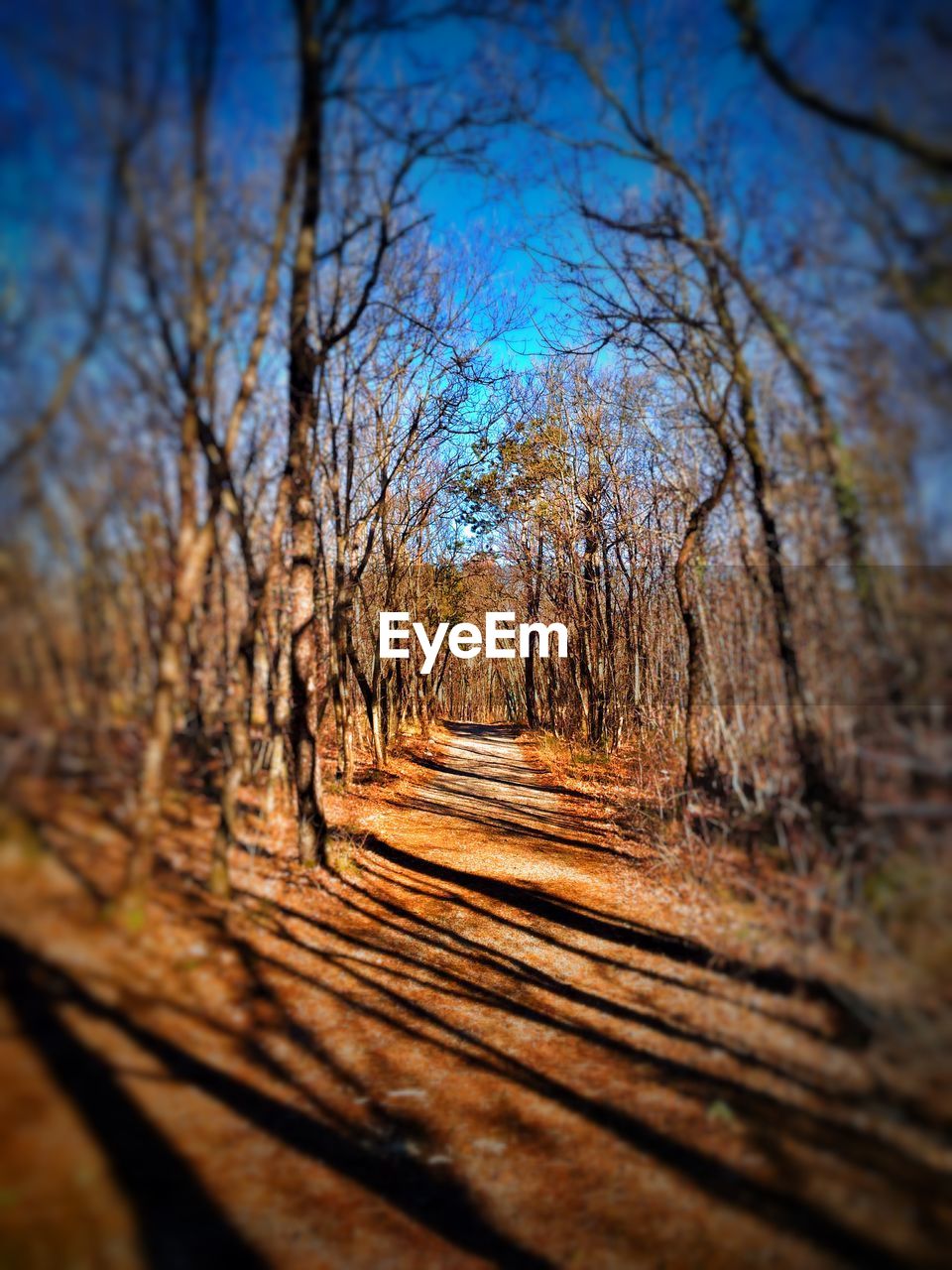 BARE TREES AGAINST SKY