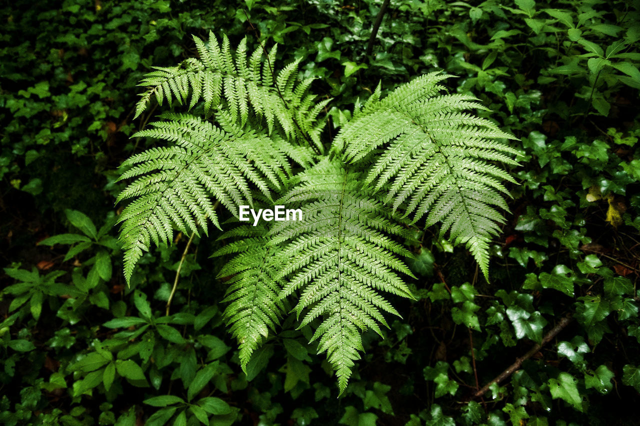 Close-up of green leaves