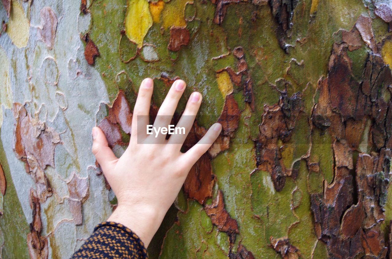 Cropped image of person touching tree trunk