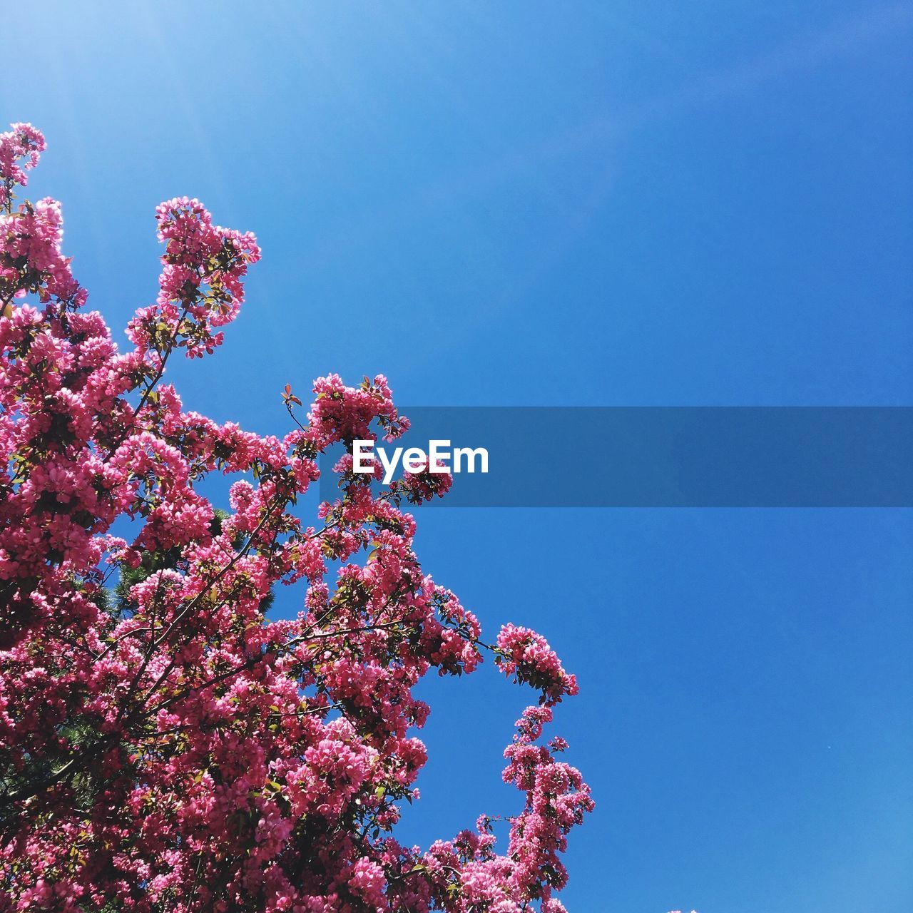 Low angle view of cherry blossom against blue sky