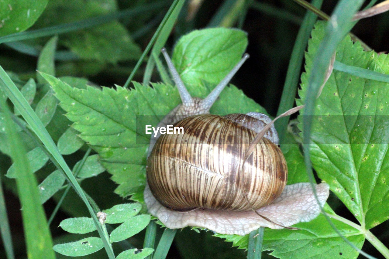 CLOSE-UP OF SNAIL ON GREEN LEAF