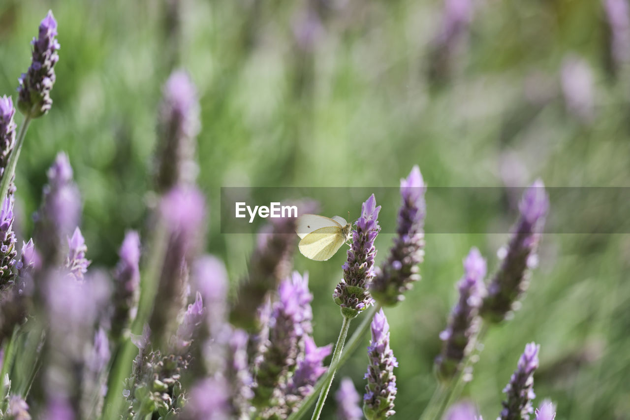 CLOSE-UP OF PURPLE FLOWERING PLANT