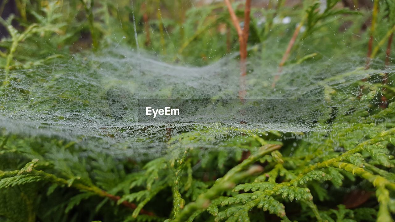 CLOSE-UP OF WET SPIDER WEB ON MOSS COVERED LEAVES