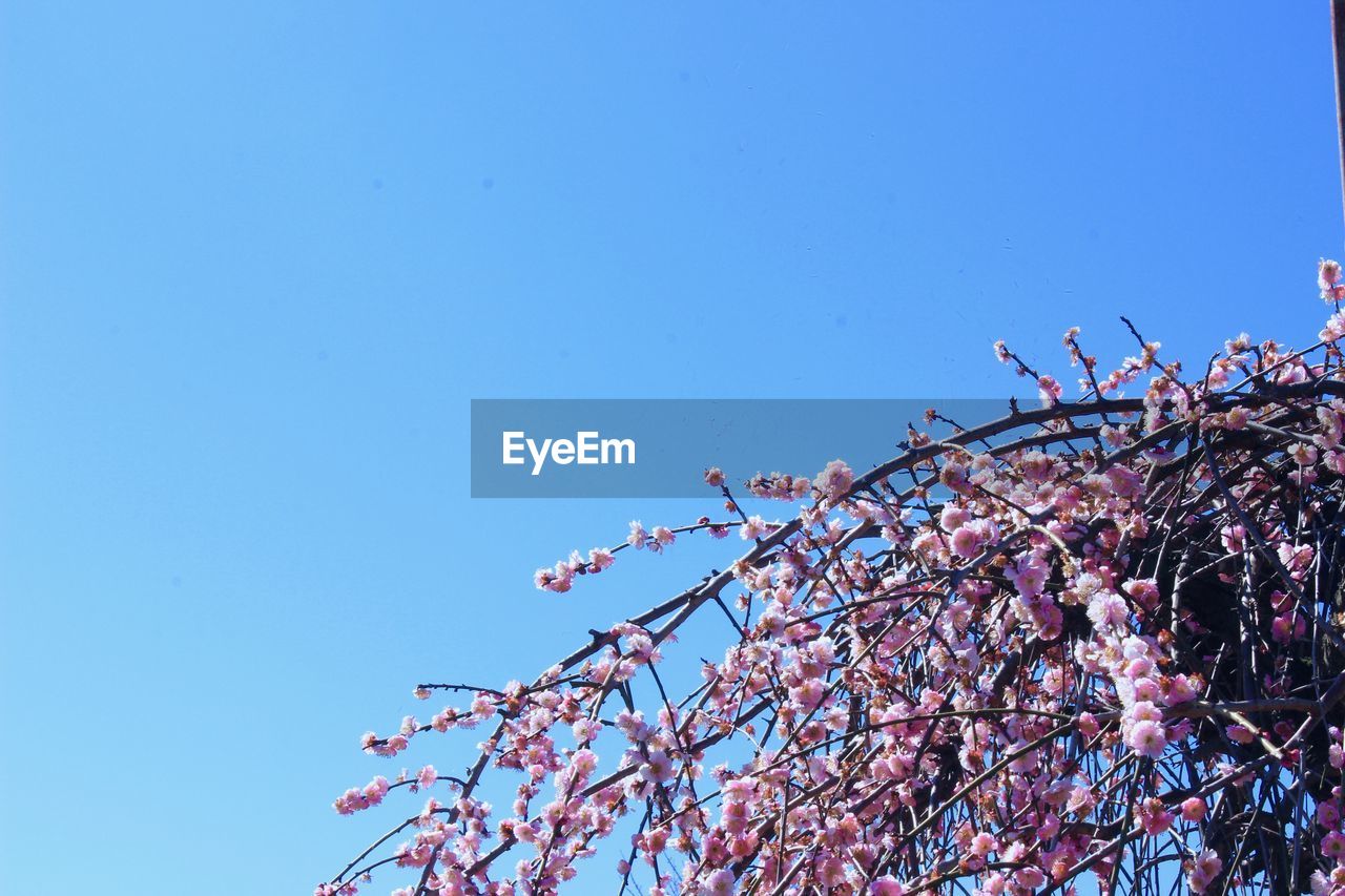 LOW ANGLE VIEW OF CHERRY BLOSSOMS AGAINST SKY