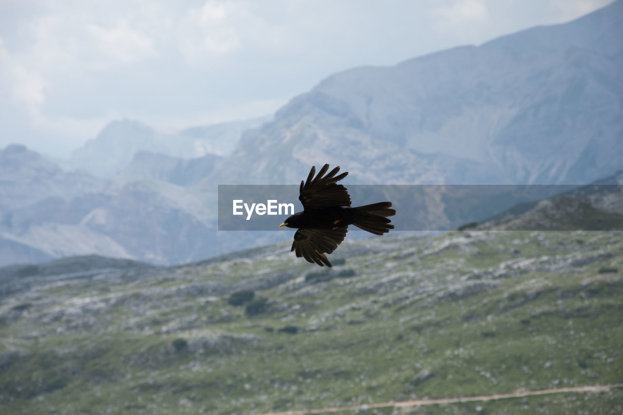 Bird flying over mountain range