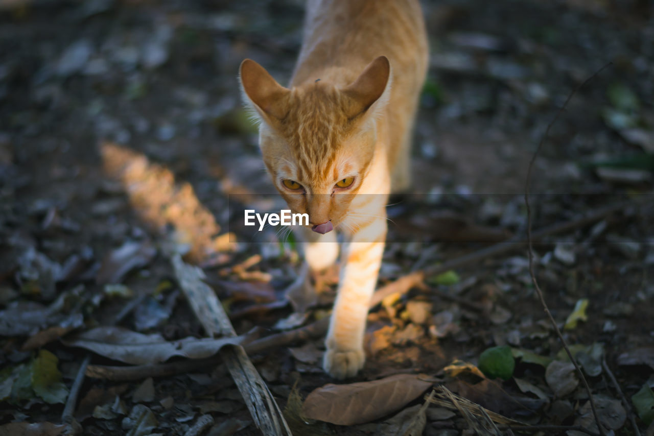 CAT LOOKING AWAY