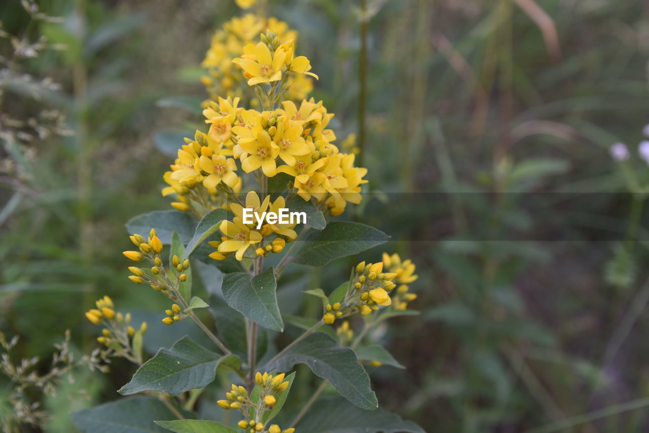 YELLOW FLOWERS BLOOMING OUTDOORS