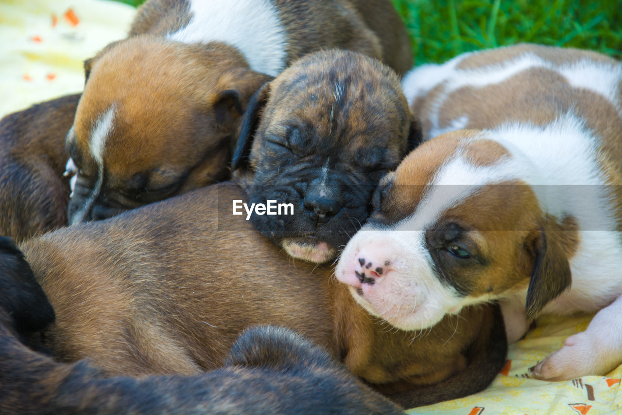 Group of sleeping boxer cute puppies. closeup view on the faces