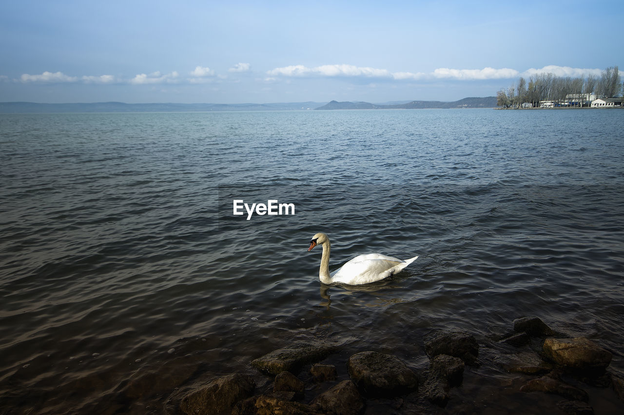 SWAN SWIMMING IN LAKE