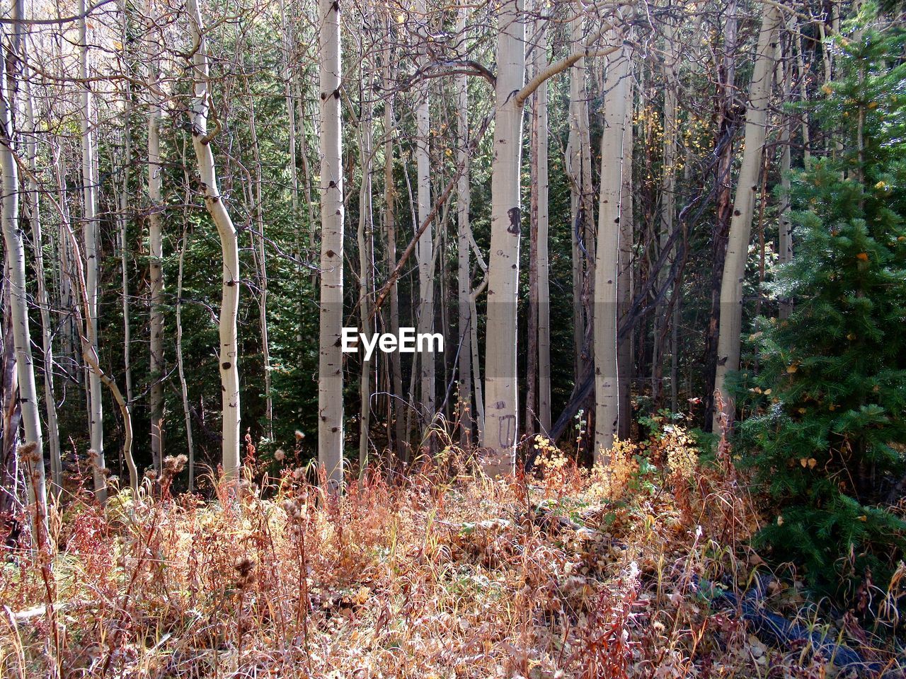 PANORAMIC SHOT OF TREES IN FOREST