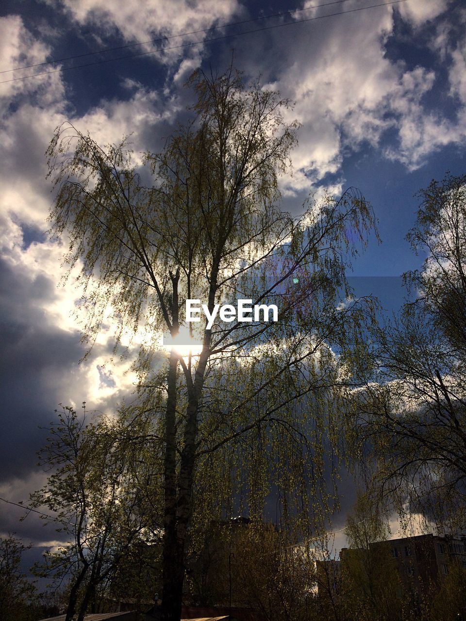 LOW ANGLE VIEW OF TREE AGAINST CLOUDY SKY