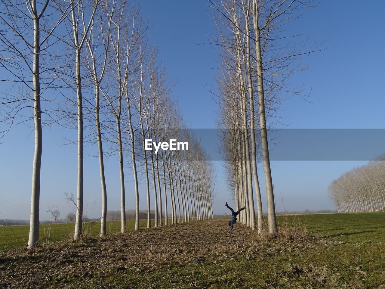 TREES ON FIELD AGAINST SKY