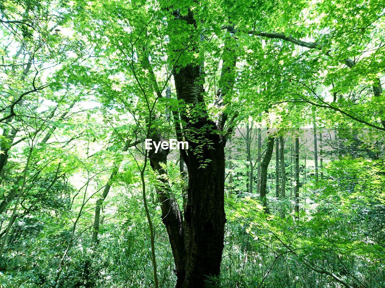 VIEW OF TREE IN FOREST