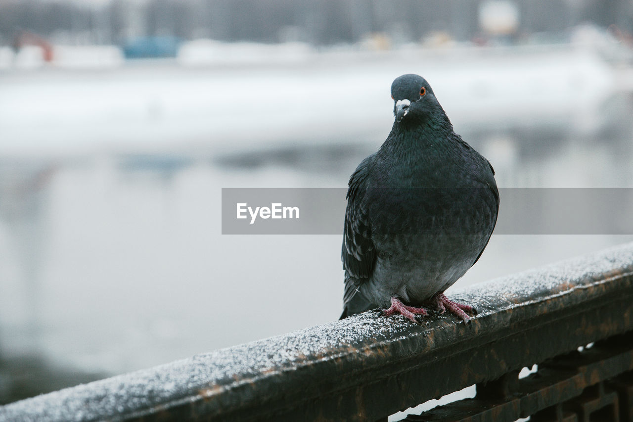 CLOSE-UP OF BIRD PERCHING ON WOODEN WALL