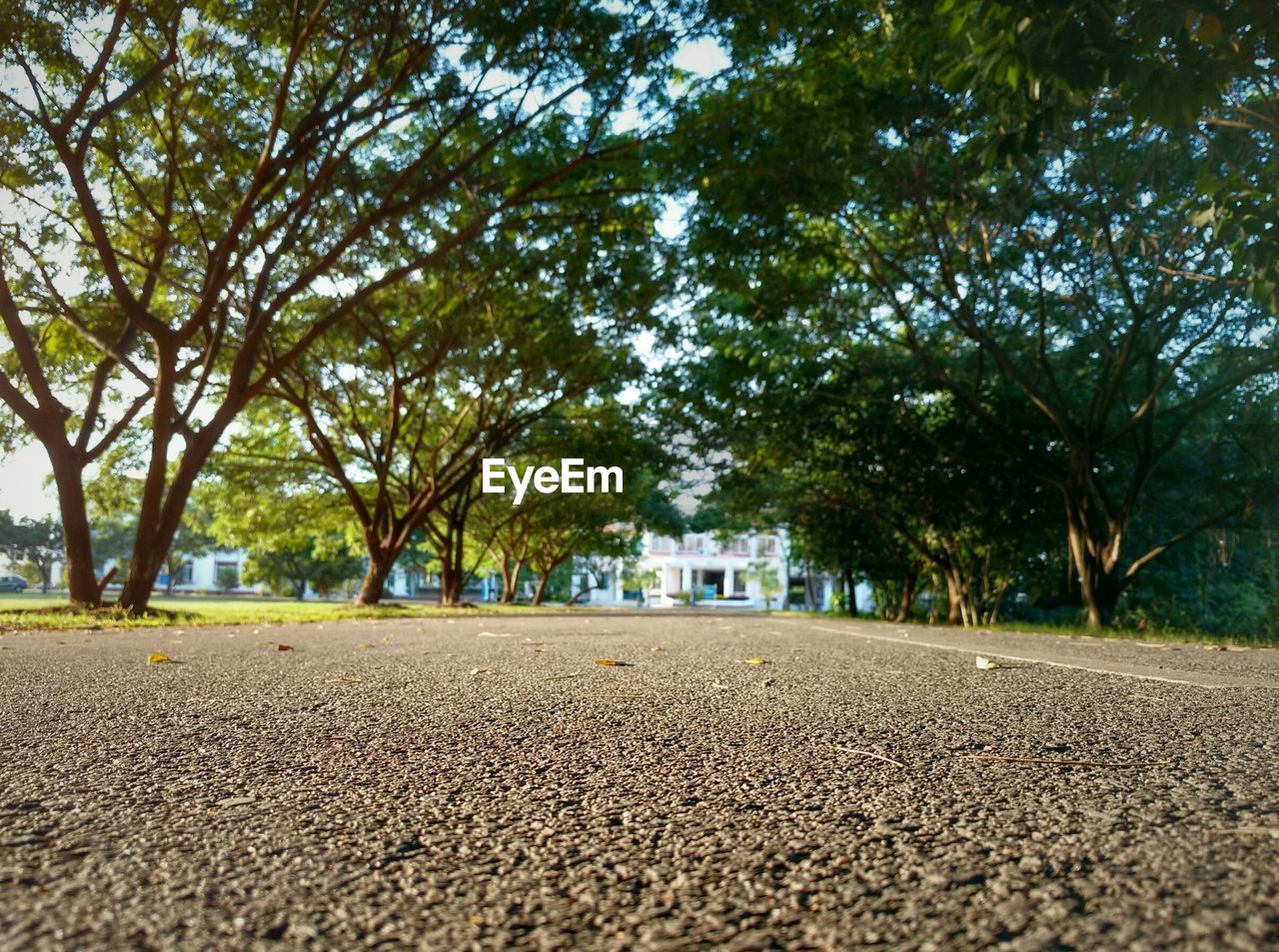 Surface level of street amidst trees