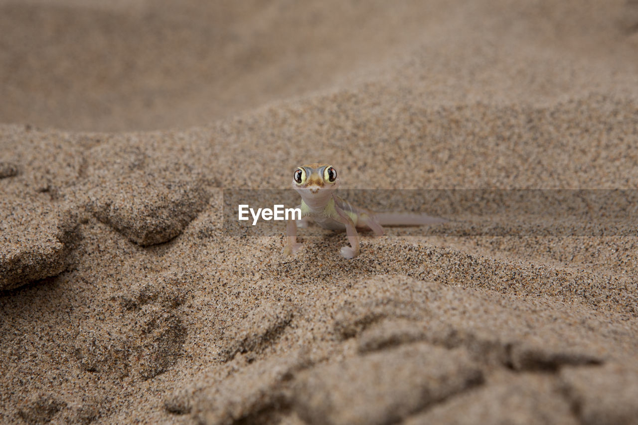 Portrait of namib web-footed gecko on sand at desert