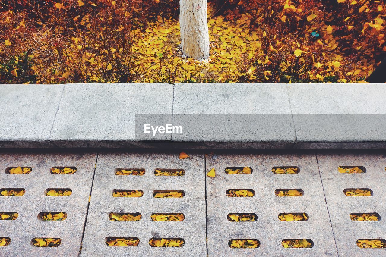 CLOSE-UP OF AUTUMN TREE