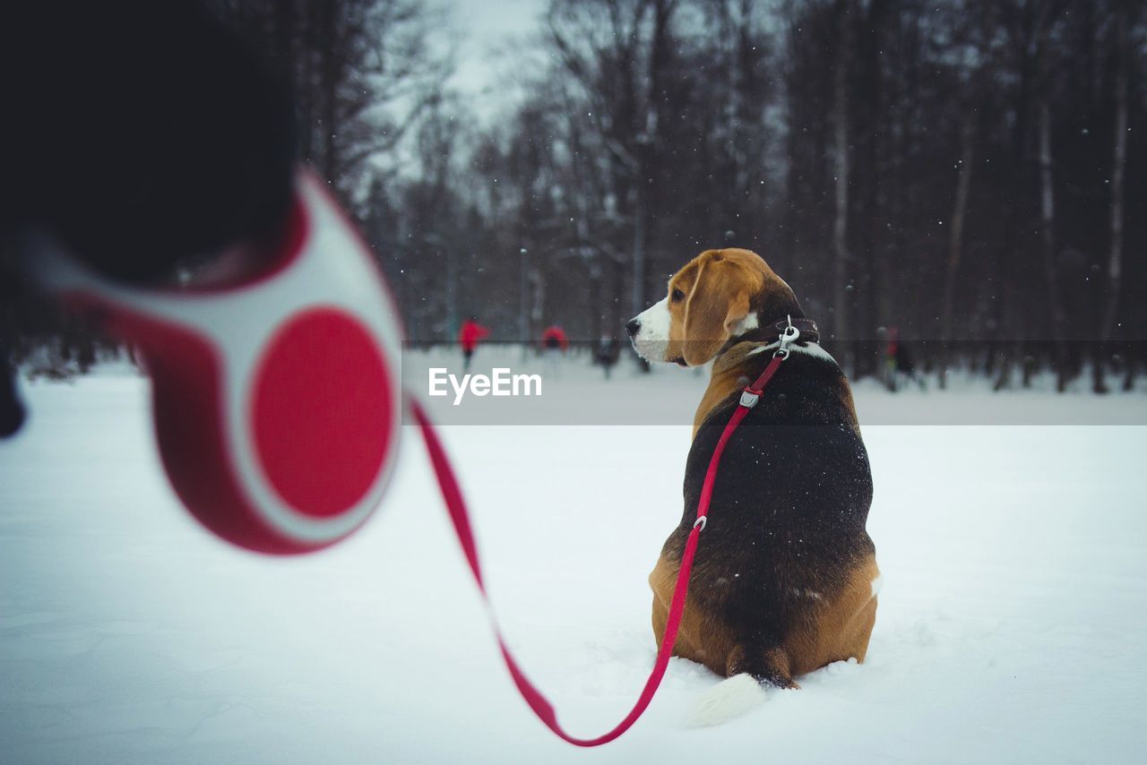 Rear view of dog with pet leash sitting on snow covered field