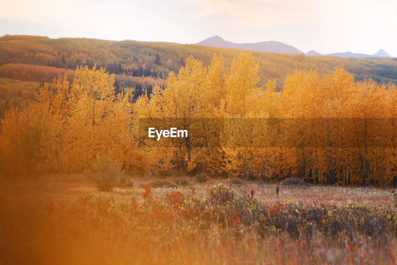 SCENIC VIEW OF LANDSCAPE DURING AUTUMN