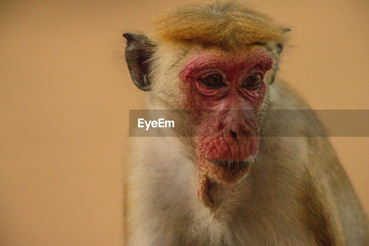 Close-up of monkey looking away against wall