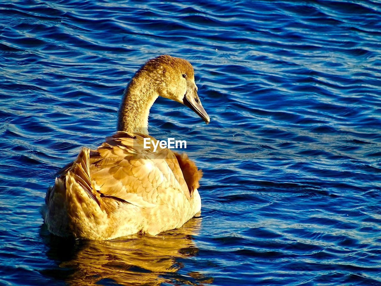 DUCK SWIMMING IN LAKE