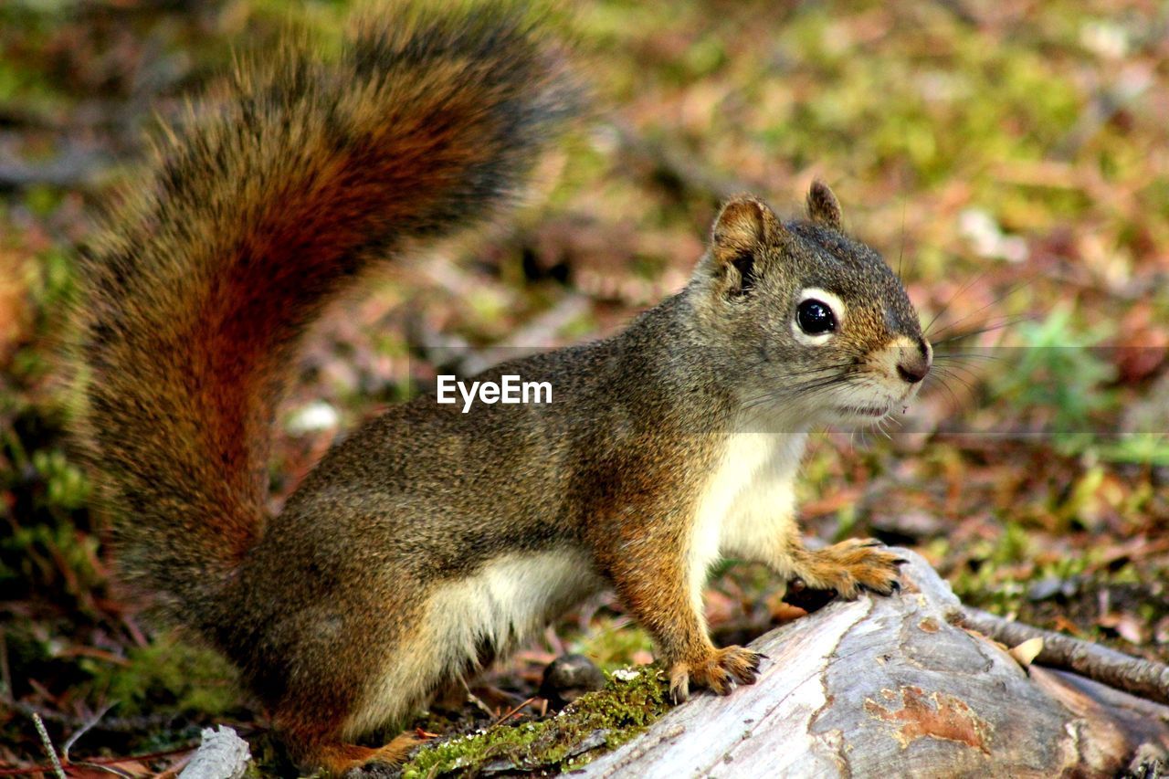 Close-up of squirrel