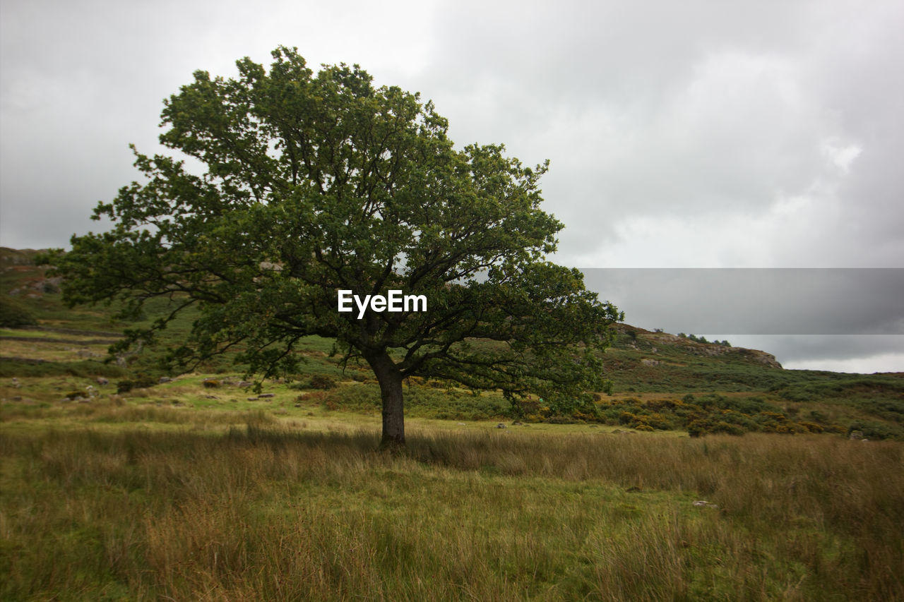 Tree on field against sky