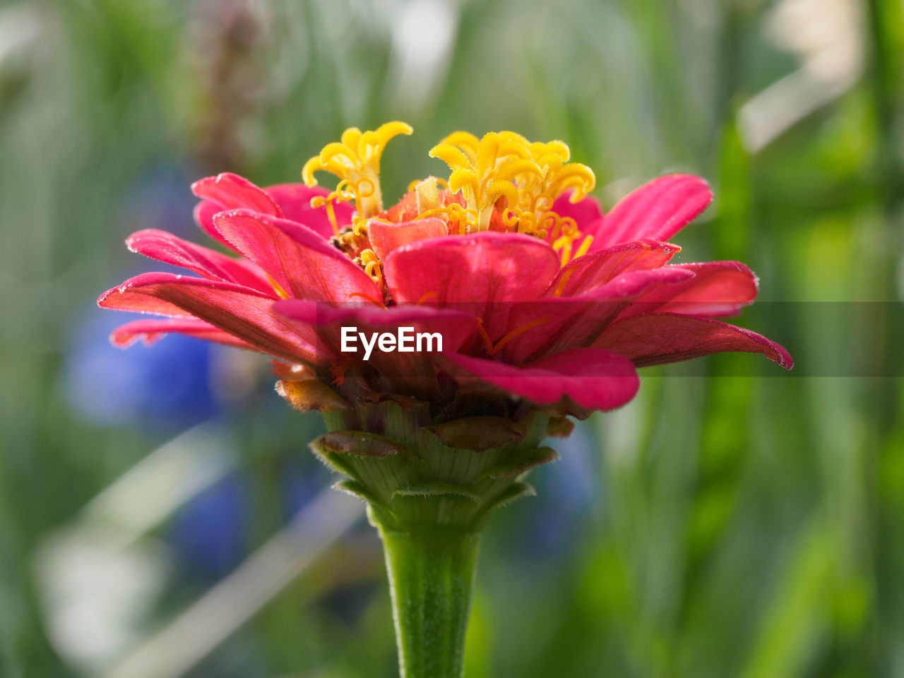 Close-up of pink flower blooming outdoors