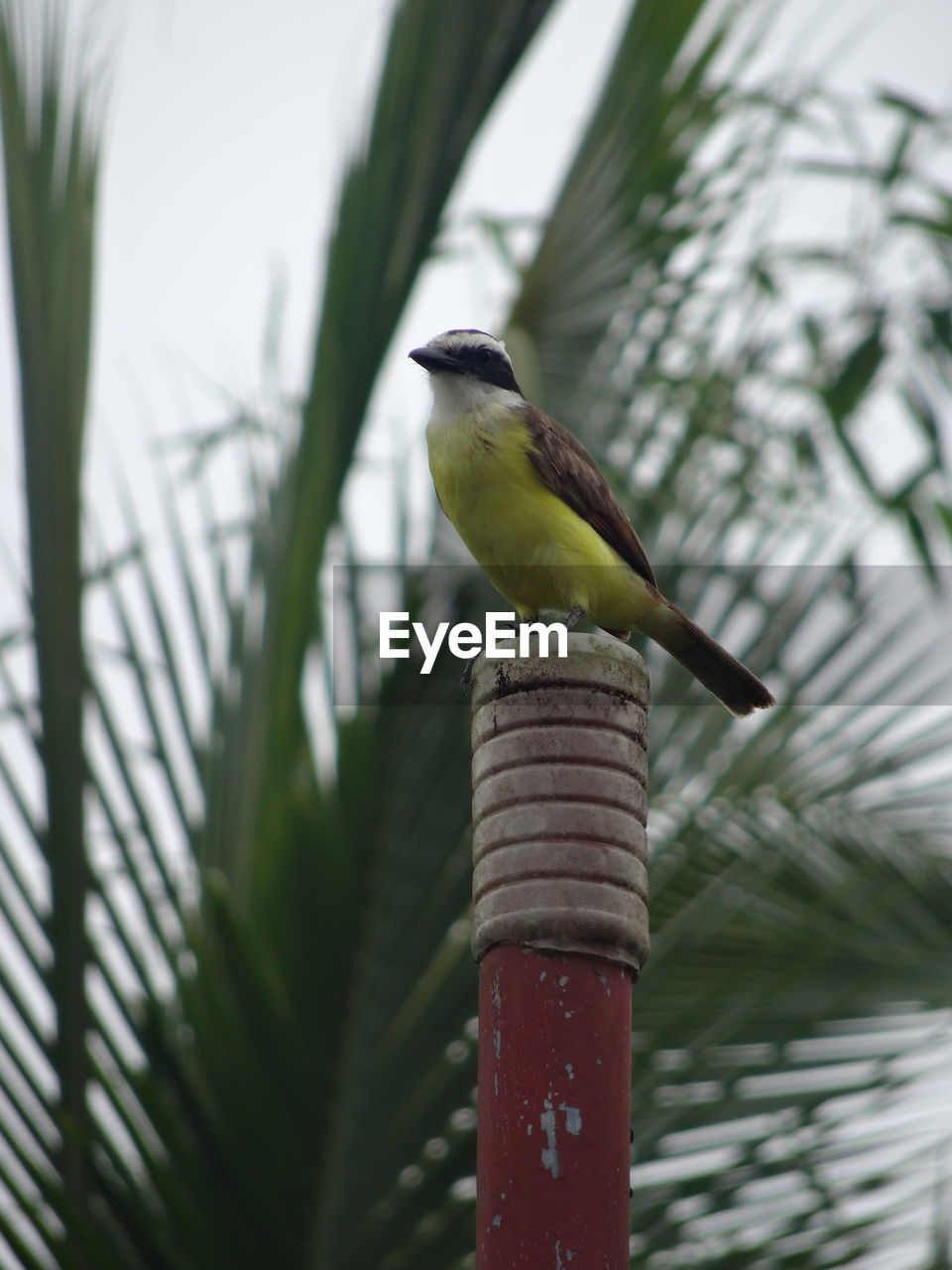 BIRD PERCHING ON TREE