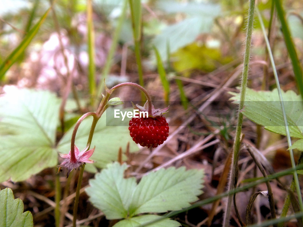 CLOSE-UP OF RASPBERRIES ON PLANTS