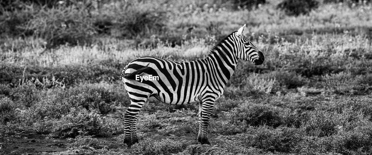 ZEBRA STANDING ON GRASS