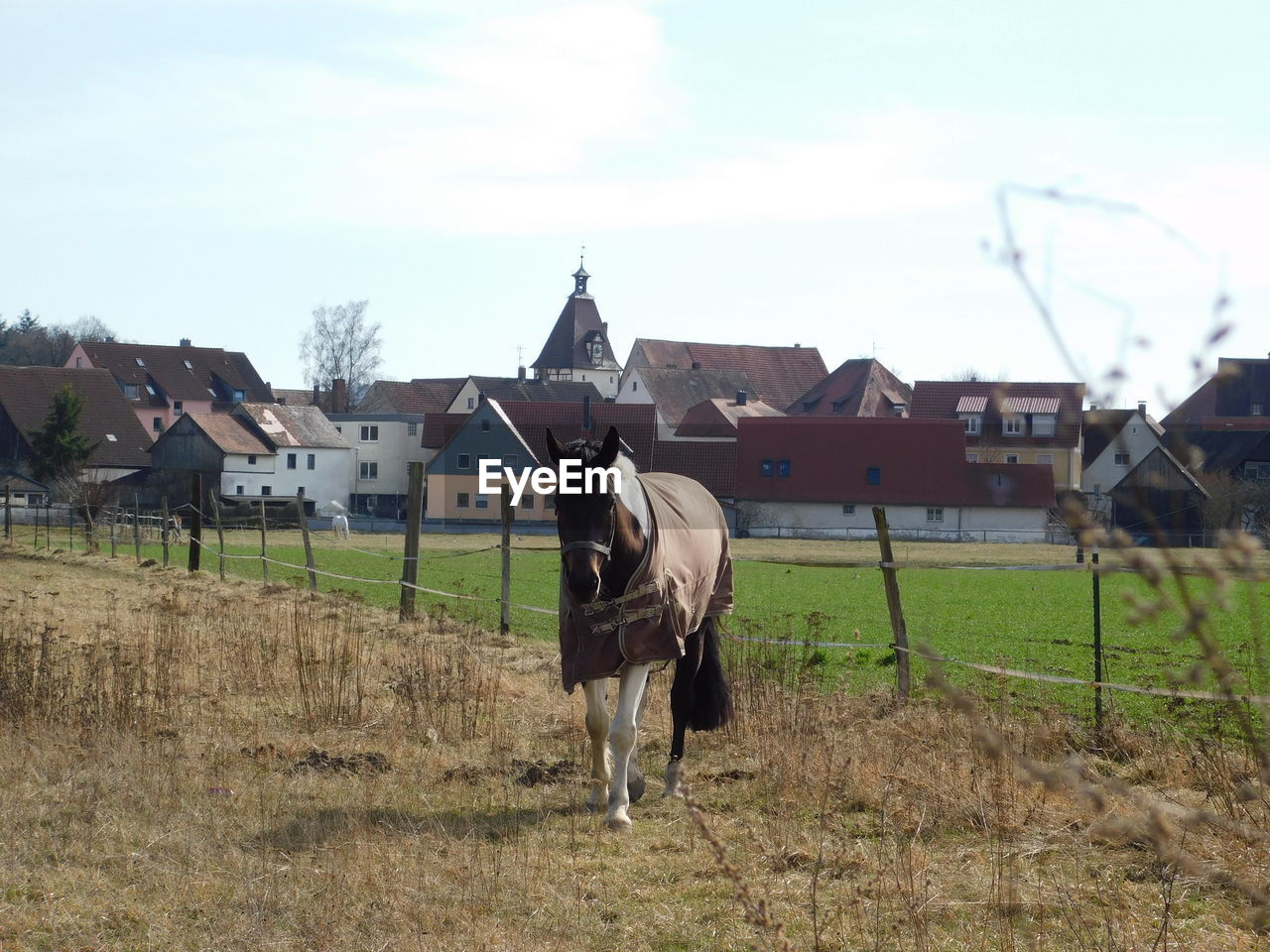 FULL LENGTH OF A HORSE IN A FIELD