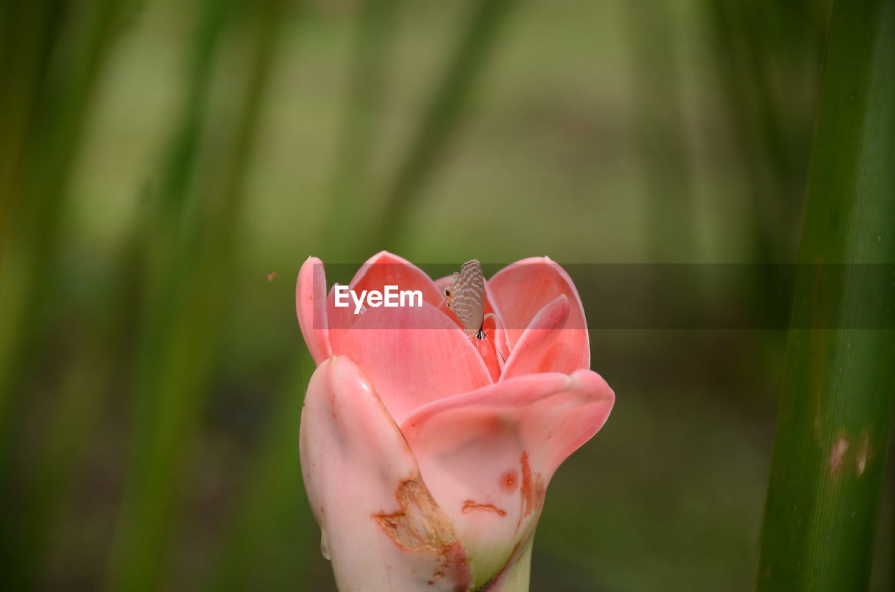 Close-up of pink rose flower