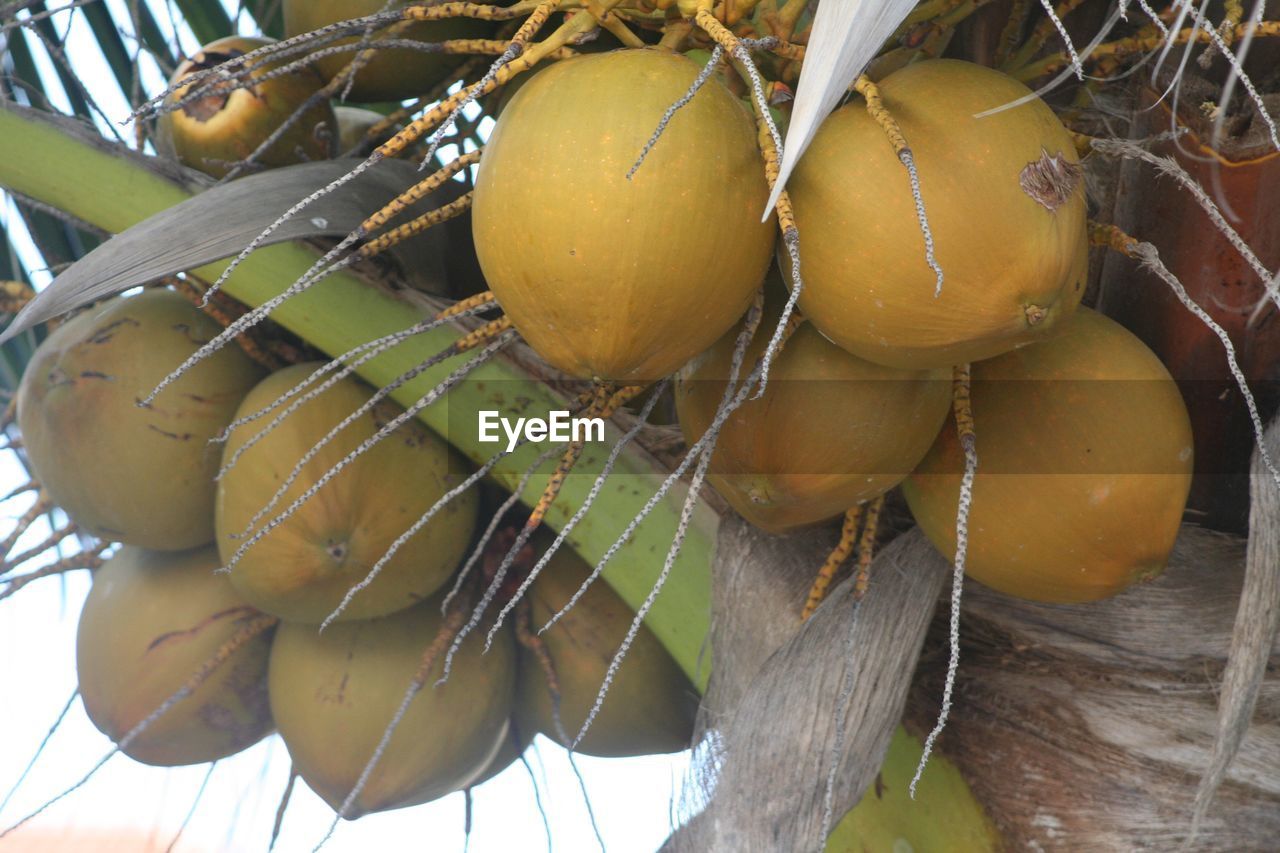 CLOSE-UP OF TREE