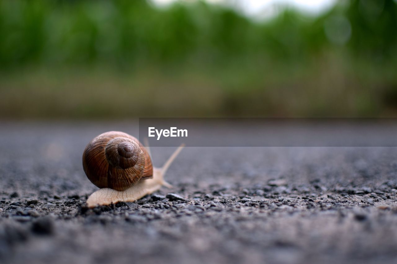 SNAIL ON ROAD