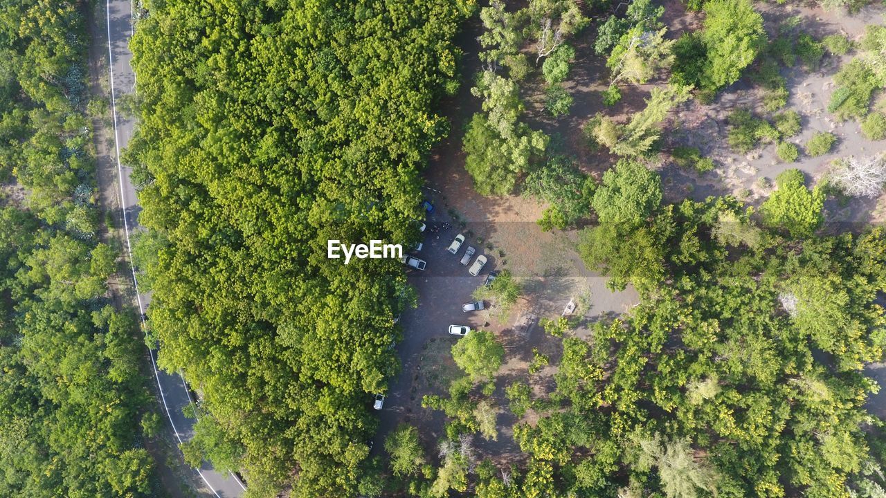 HIGH ANGLE VIEW OF TREES AMIDST PLANTS