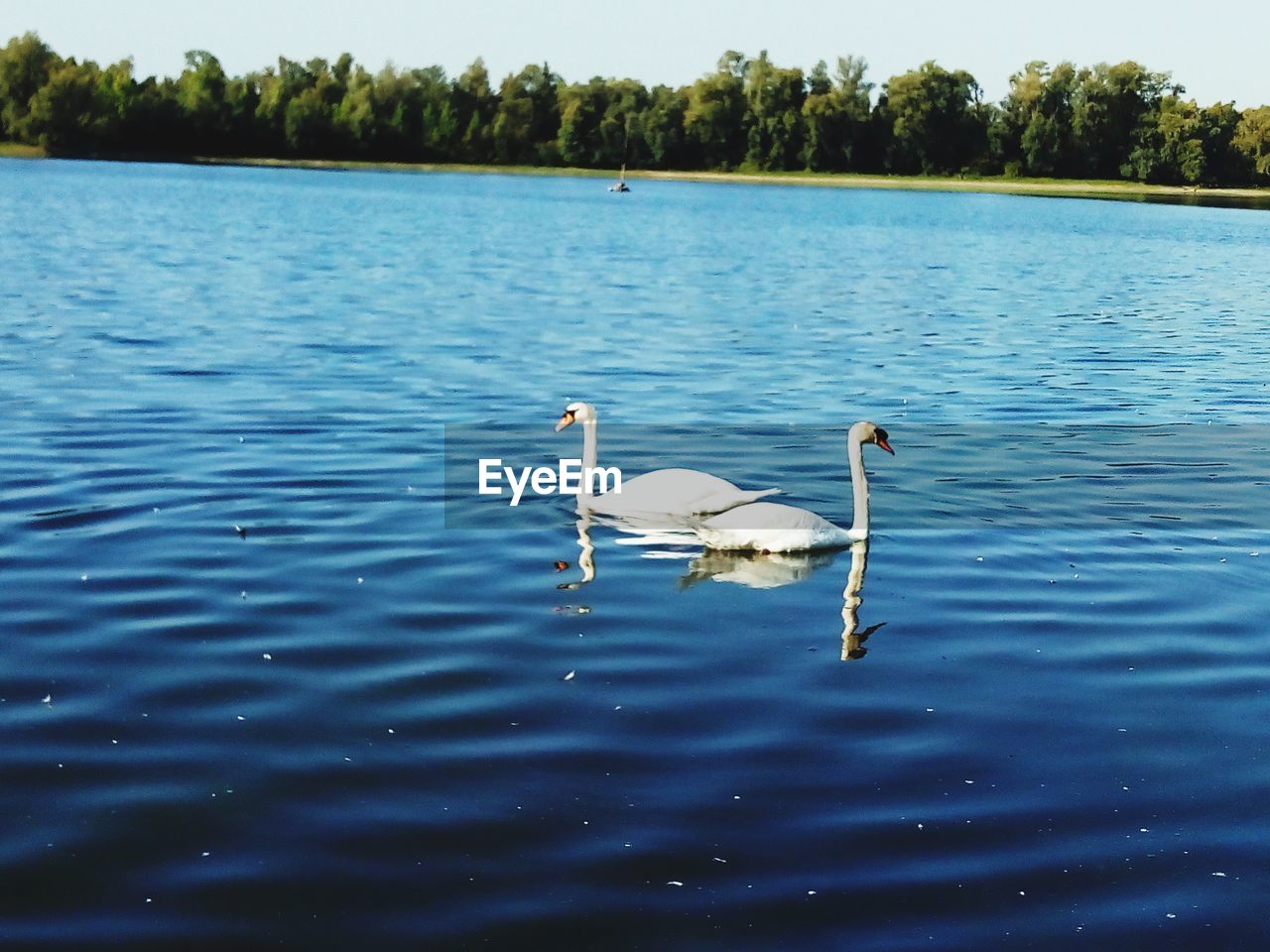 SWANS SWIMMING IN A LAKE