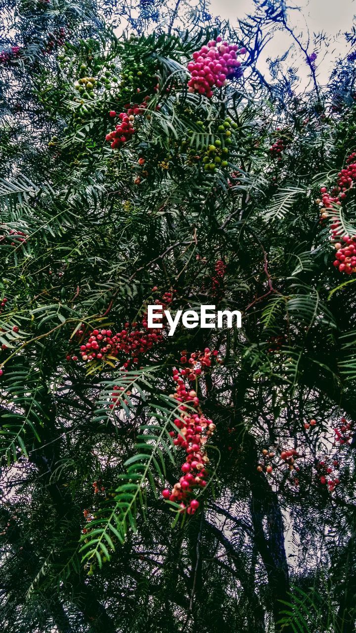 LOW ANGLE VIEW OF FLOWER TREES