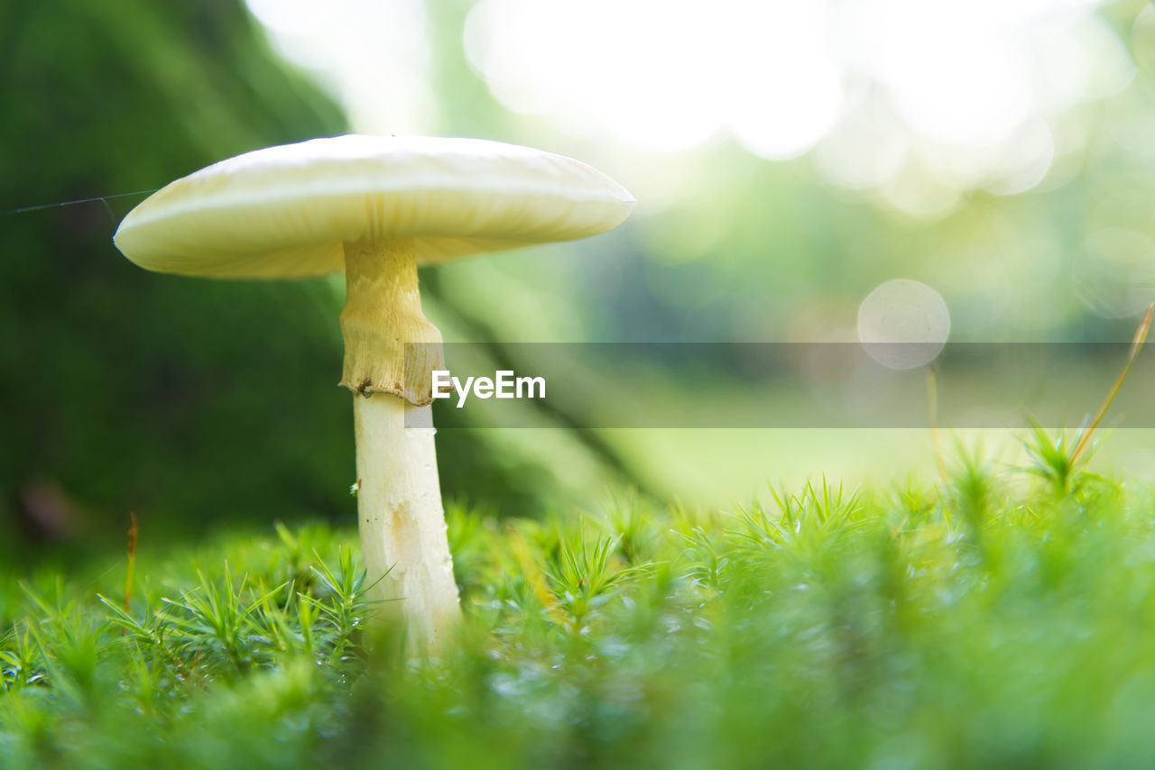 CLOSE-UP OF MUSHROOM GROWING ON GRASS