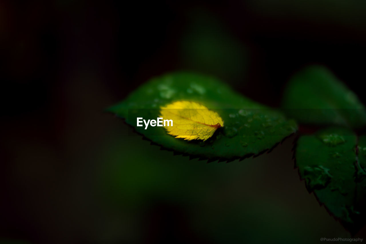 CLOSE-UP OF WET YELLOW FLOWER LEAVES