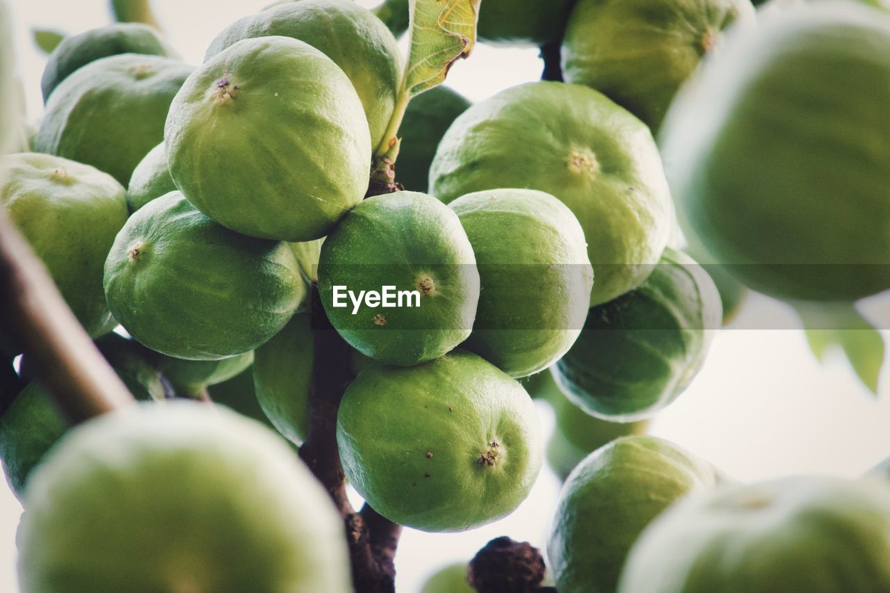 FULL FRAME SHOT OF GREEN FRUITS