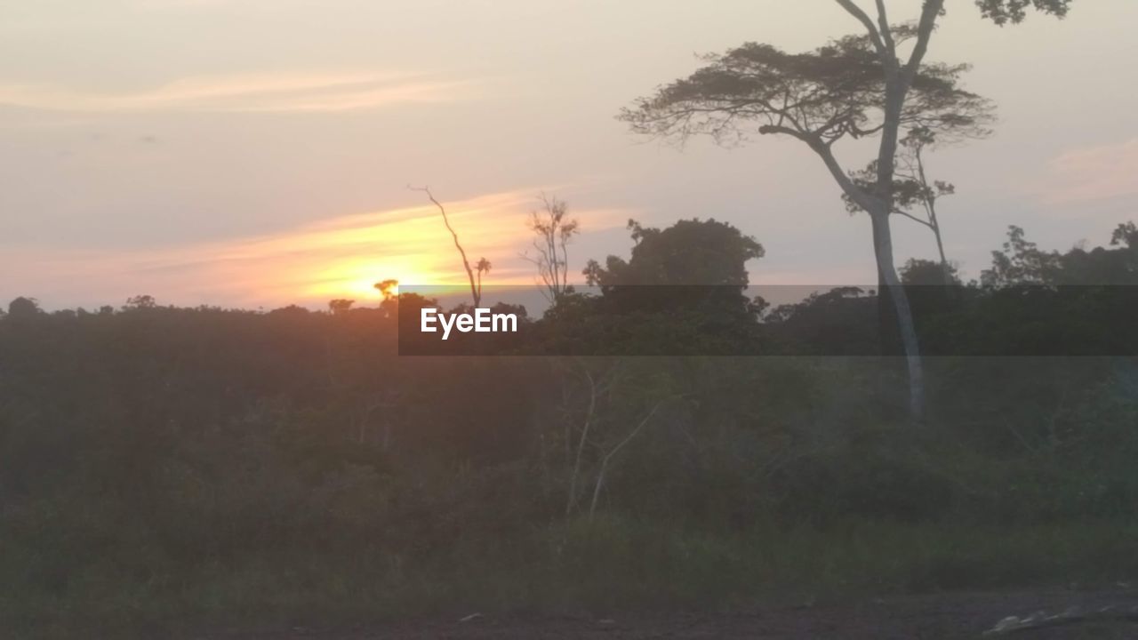 TREES AND PLANTS ON FIELD AGAINST SKY DURING SUNSET