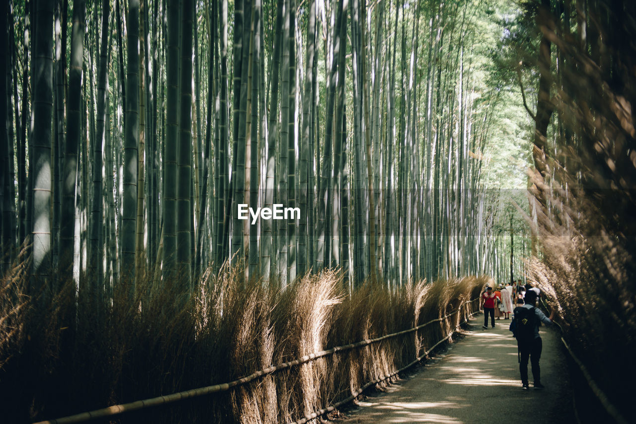 People walking on footpath amidst bamboo grove