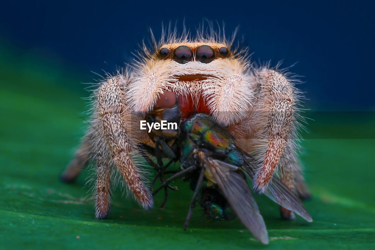 CLOSE-UP OF SPIDER IN THE BACKGROUND