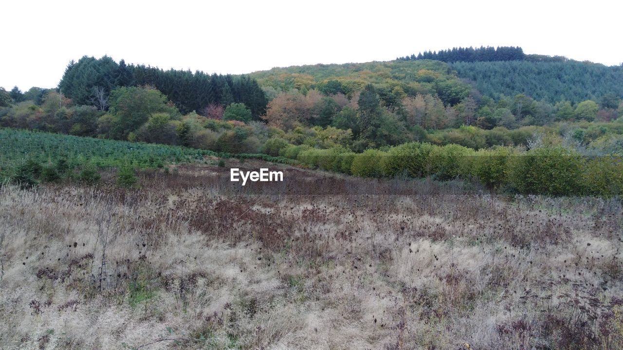 SCENIC VIEW OF LAND AGAINST CLEAR SKY