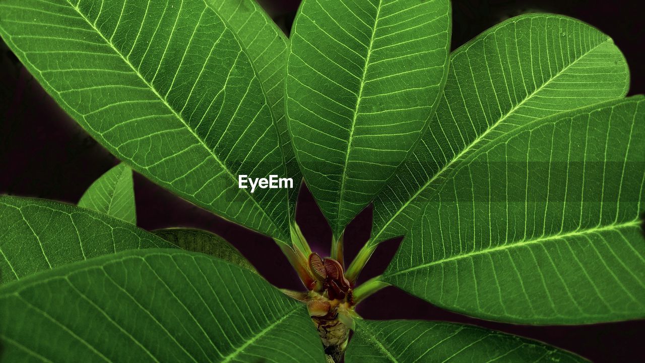 CLOSE-UP OF GREEN LEAF